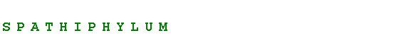 Text Box: Spathiphylum
