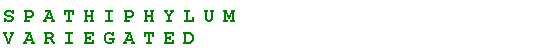 Text Box: SpathiphylumVariegated